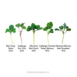 Diagram of five microgreen varieties in the Umami Asian Blend on white background, each illustrated with its seedling leaves and labeled with name and mix percentage: Bok Choy Tatsoi 32%, Cabbage Pac Choi 32%, Mustard Red Giant 16%, Cabbage Chinese Tokyo Bekana 10%, and Mustard Mizuna Red Streaked 10%.