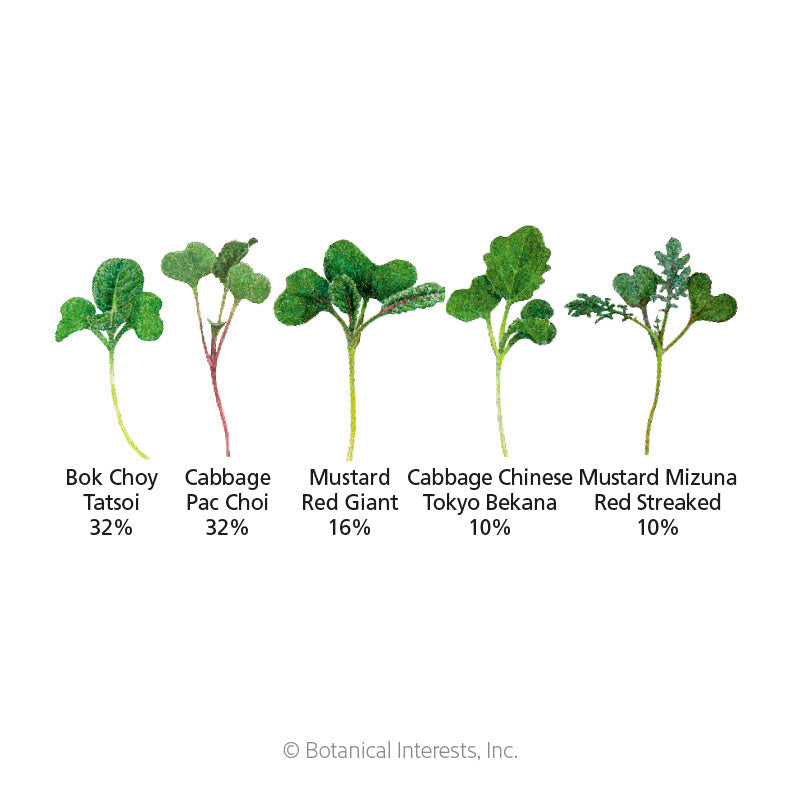 Diagram of five microgreen varieties in the Umami Asian Blend on white background, each illustrated with its seedling leaves and labeled with name and mix percentage: Bok Choy Tatsoi 32%, Cabbage Pac Choi 32%, Mustard Red Giant 16%, Cabbage Chinese Tokyo Bekana 10%, and Mustard Mizuna Red Streaked 10%.