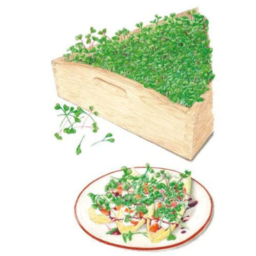 Illustration of dense green microgreens growing in a triangular wooden crate, with loose sprigs beside it and a plated garnished dish of savory bites topped with the same microgreens shown below.