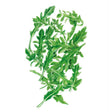 Botanical illustration of arugula baby greens showing a loose bundle of deeply lobed, jagged-edged green leaves on slender stems, set against a plain white background.