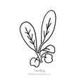 Line drawing of an arugula seedling with two long, slender leaves branching from a small root cluster, labeled "Seedling" beneath the illustration.