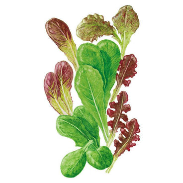 Botanical illustration of a mesclun lettuce mix showing an assortment of leaf shapes and colours, including smooth green oval leaves, deep burgundy romaine-type leaves, and frilly red-edged oak leaf varieties, arranged upright on a white background.