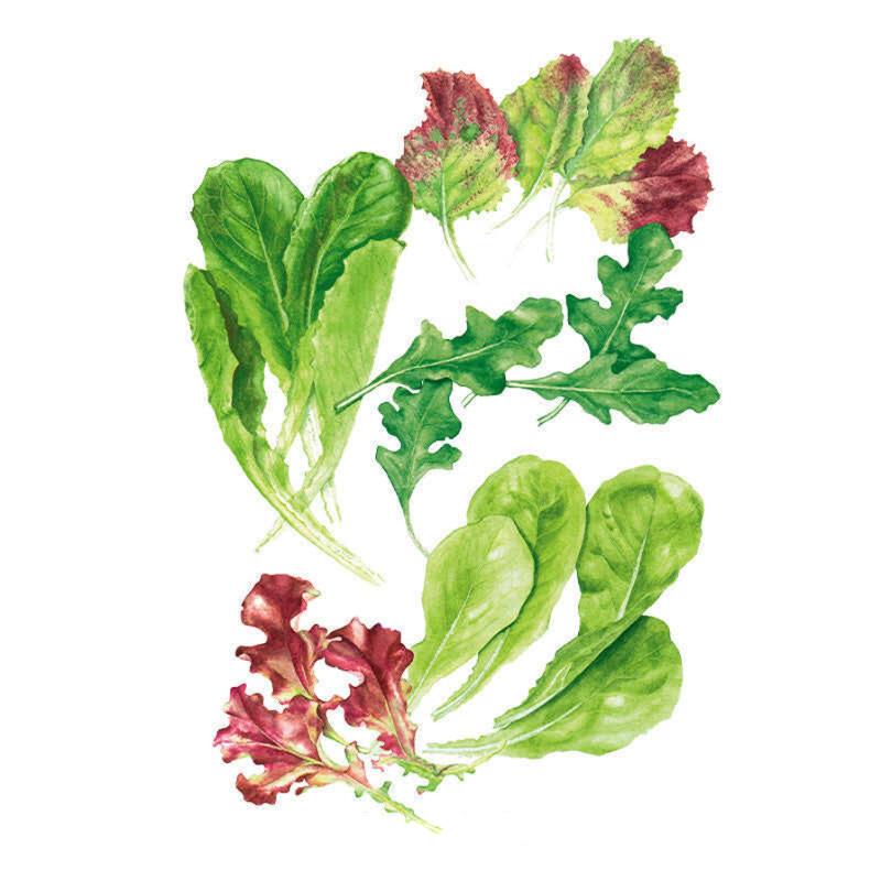 Illustration of Snappy Fresh Mesclun mix leaves, showing an assortment of elongated romaine-like greens, jagged-edged arugula, oakleaf lettuce, and speckled red-and-green leaves arranged loosely on a white background.