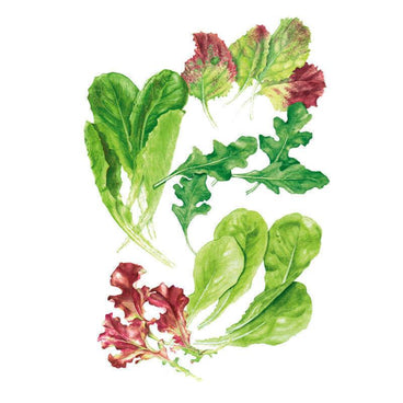Illustration of Snappy Fresh Mesclun mix leaves, showing an assortment of elongated romaine-like greens, jagged-edged arugula, oakleaf lettuce, and speckled red-and-green leaves arranged loosely on a white background.