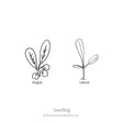Line drawing labeled "Seedling" comparing two young seedlings side by side, arugula with rounded lobed leaves atop small round cotyledons, and lettuce with elongated leaves branching from a slender stem.