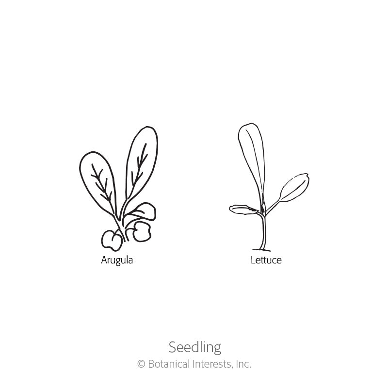 Line drawing labeled "Seedling" comparing two young seedlings side by side, arugula with rounded lobed leaves atop small round cotyledons, and lettuce with elongated leaves branching from a slender stem.