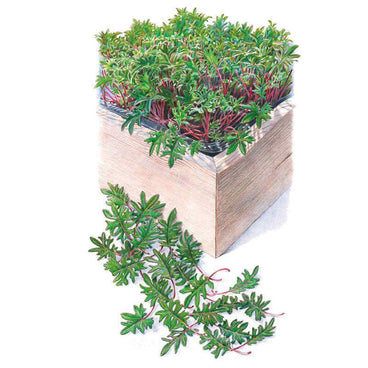 Illustration of red Russian kale baby greens densely growing in a wooden planter box, showing deeply lobed green leaves with reddish-purple stems, with several loose harvested sprigs scattered in front.