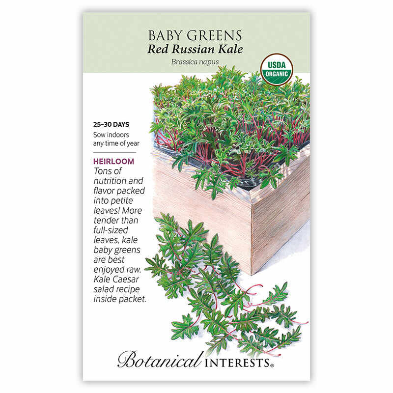 Seed packet for USDA Organic Heirloom Red Russian Kale baby greens, illustrated with a wooden planter of frilly green leaves on red stems, plus text noting a 25–30 day harvest, indoor sowing, and an included Kale Caesar salad recipe.
