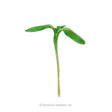 Illustration of a young sunflower microgreen seedling with two elongated, tapered green cotyledon leaves atop a slender pale stem, shown against a plain white background.