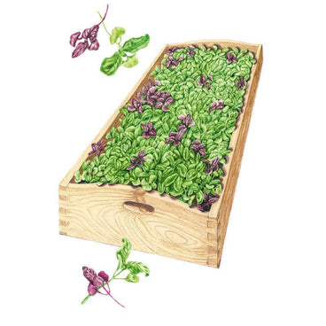 Illustration of a wooden dovetailed tray densely packed with green and purple-tinged basil microgreens, with two sprigs of the same two-leafed seedlings shown separately above and below the tray.