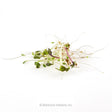 A tangle of freshly grown sandwich mix sprouts with slender white stems, small green seed leaves, and one reddish-purple stem, shown against a plain white background.