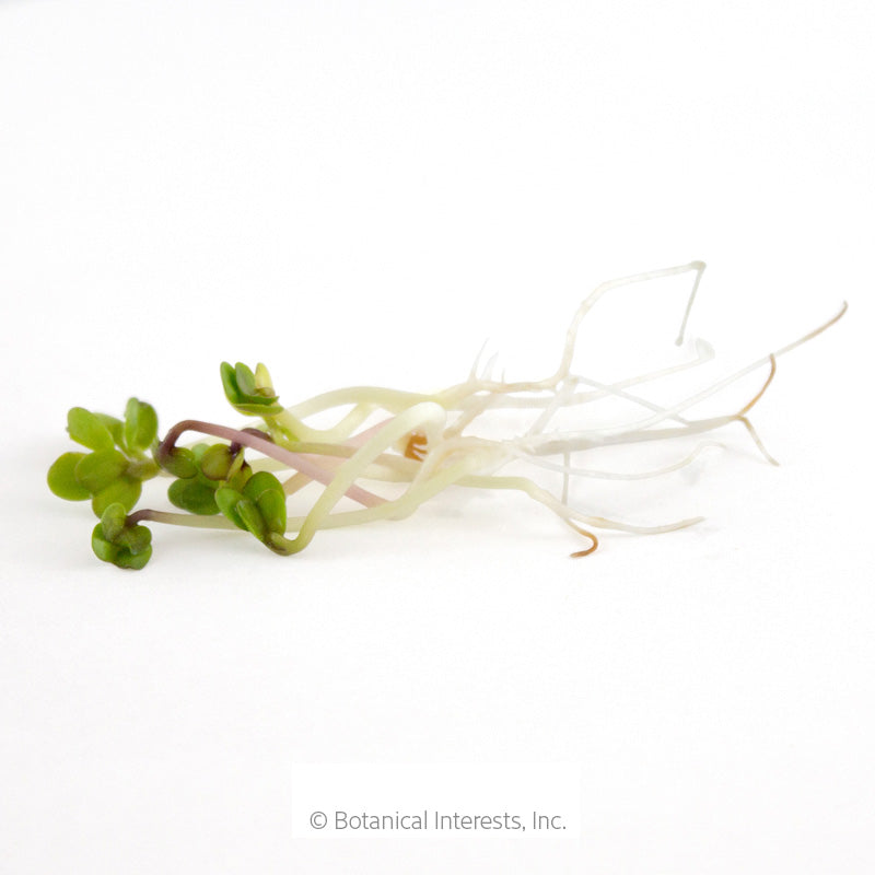 A cluster of China Rose radish sprouts on white background, showing pale tangled roots, slender purple-tinged stems, and small green leaf pairs unfurling at the tips.
