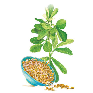 Botanical illustration of a fenugreek plant with white flowers and oval green leaves, paired with a blue bowl of curly yellow sprouted seeds and loose brown seeds scattered beside it.