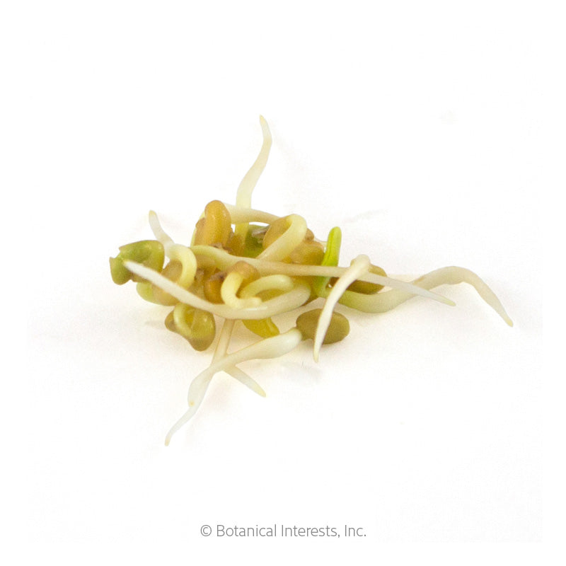 Cluster of fenugreek seed sprouts with pale curling roots and small yellow-green cotyledons, photographed against a plain white background.