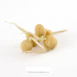 Cluster of pale tan garbanzo bean seeds with pale curling sprout roots emerging from each, photographed against a plain white background.