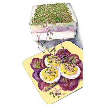 Illustration of a tray densely grown with purple kohlrabi sprouts, their pink-tinged stems and small green leaves shown alongside a serving of deviled eggs garnished with the sprouts atop purple lettuce leaves.