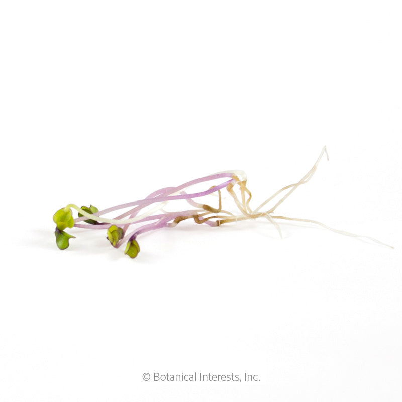 Cluster of purple kohlrabi sprouts with pale pink-purple stems, small green seed leaves, and thin trailing roots, laid on a white background.