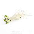 Bundle of red clover sprouts with pale, thread-like stems and tiny green cotyledons still bearing dark seed husks, shown against a plain white background.