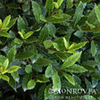 Close-up of Little Ragu sweet bay foliage, showing dense, glossy dark green leaves with wavy edges alongside newer bright yellow-green growth along reddish stems.