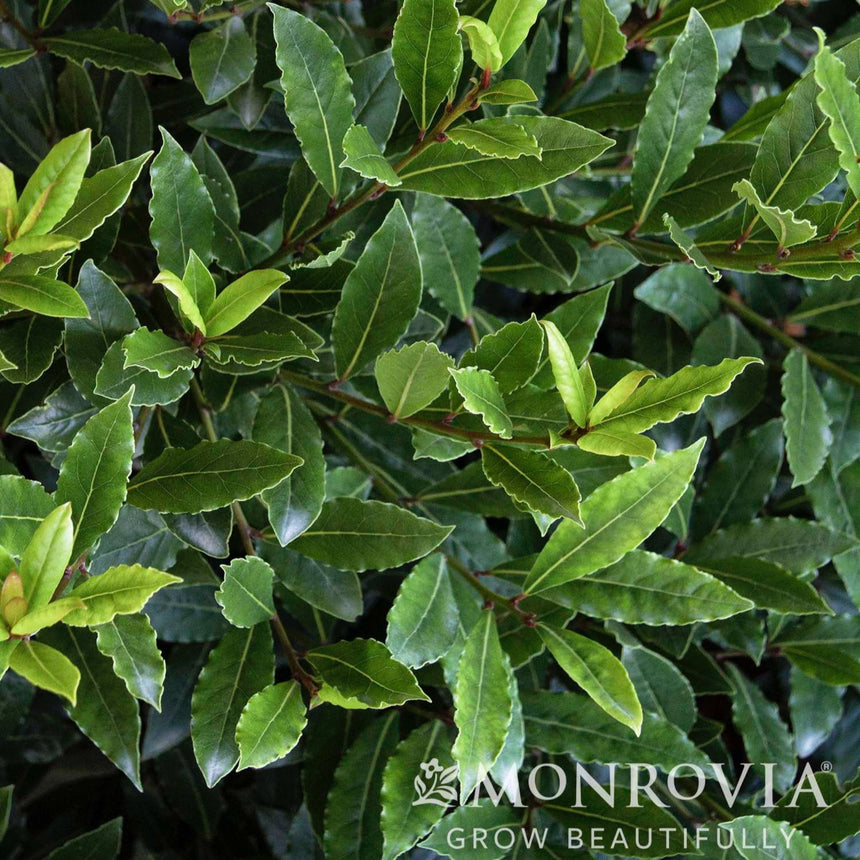 Close-up of Little Ragu sweet bay foliage, showing dense, glossy dark green leaves with wavy edges alongside newer bright yellow-green growth along reddish stems.