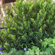 Compact Little Ragu sweet bay shrub with dense, upright glossy dark green foliage growing against a stone wall, with purple flowers and hydrangea leaves visible at its base.