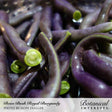 Close-up photo of vibrant purple Royal Burgundy bush beans with cut cross-sections showing bright green centers, with "Bean Bush Royal Burgundy Photo by Hope Dugger" and "Botanical Interests" branding at the bottom, for Royal Burgundy Bush Bean Seeds.
