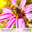 Macro close-up photo of a honeybee gathering nectar from a vibrant pink cosmos flower with a bright yellow center, with "Cosmos Sensation Blend Photo by Brian Pasero" and "Botanical Interests" branding at the bottom, for Sensation Blend Cosmos Seeds.