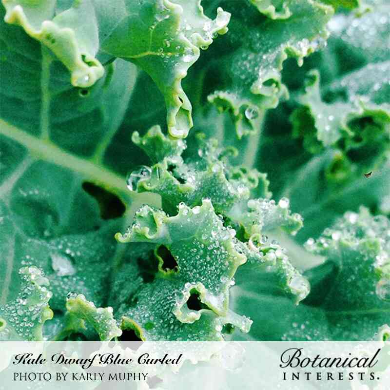 Close-up of Dwarf Blue Curled kale leaves, tightly ruffled and blue-green with dewdrops beaded across the crinkled surface, labelled with the variety name and photo credit.