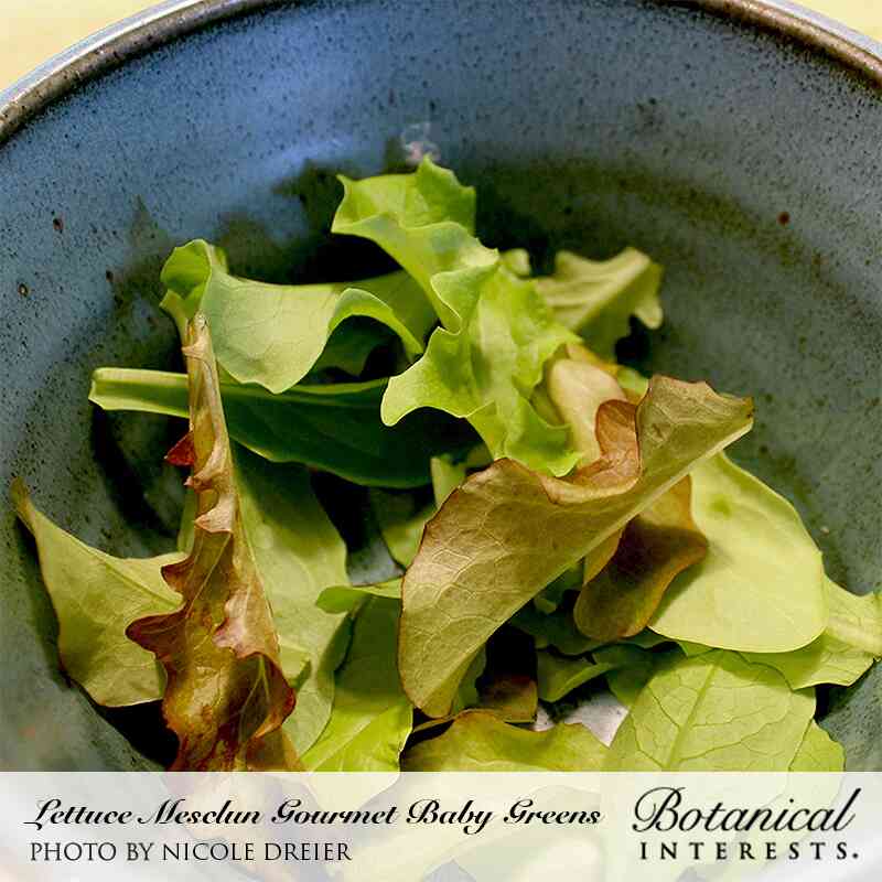 Freshly harvested tender green and red-tipped mesclun lettuce leaves served in a rustic blue ceramic bowl, labeled with "Lettuce Mesclun Gourmet Baby Greens" and "Botanical Interests" branding.