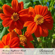 Close-up of several Torch Mexican Sunflower blooms with vivid orange-red petals radiating from bright yellow-gold centers, set against sunlit green foliage, with text identifying the variety and photo credit.