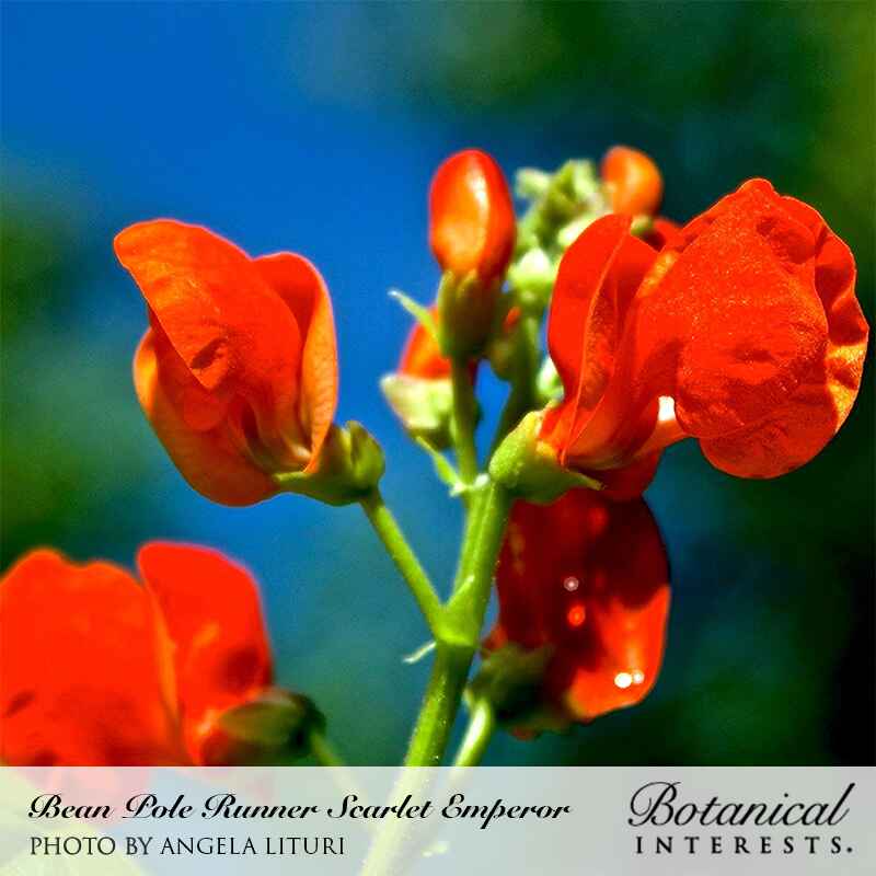 Close-up of vivid scarlet Bean Pole Runner Scarlet Emperor flowers with curled petals and unopened buds on a green stem, set against a bright blue and green blurred background; text below names the product and photographer.
