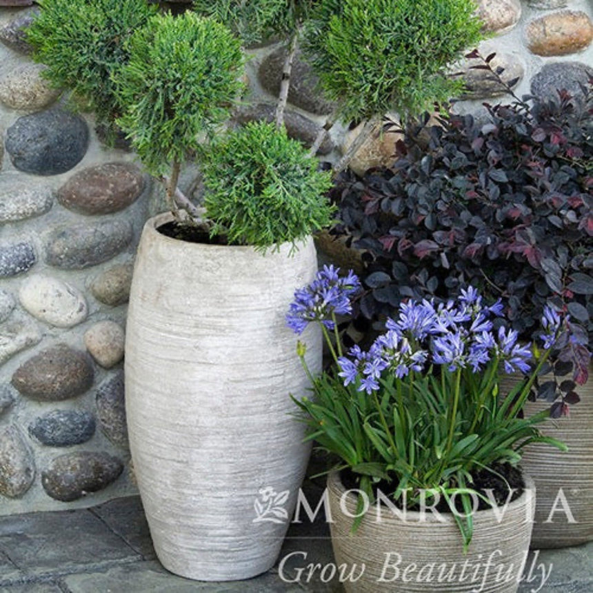 Three tall textured planters against a river-stone wall display a pompon-shaped juniper topiary, a dark purple-leaved shrub, and clusters of blue Baby Pete agapanthus in bloom, with a Monrovia "Grow Beautifully" watermark overlaid.