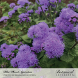 Close-up of Blue Planet ageratum flowers in a garden bed, showing clusters of fuzzy, thread-like purple-blue blooms against green foliage, labelled with the product name and photo credit.