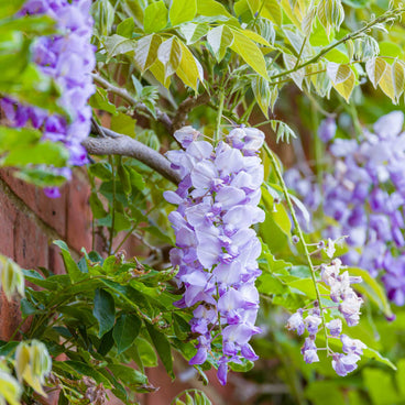 Amethyst Falls wisteria vine trained against a brick wall, its drooping clusters of pale lavender-purple flowers hanging among green and variegated leaves.
