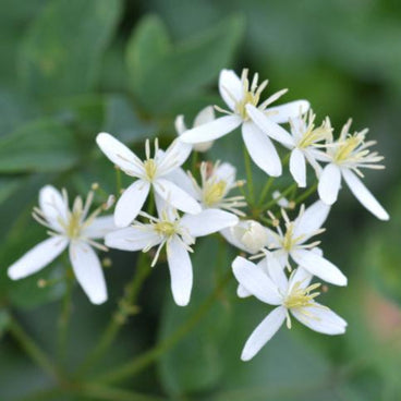 Cluster of small star-shaped white Clematis armandii Snowdrift flowers with pale yellow stamens, blooming amid dark green foliage.
