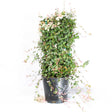 Potted Snow-N-Summer Asiatic jasmine trained upright on a trellis, its variegated green, cream and pink leaves densely covering the frame with trailing stems cascading over the black nursery pot's edges.