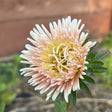 Close-up of a soft apricot-pink and yellow King Size Apricot Aster flower.