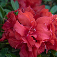 Close-up of ruby-red azalea blooms with ruffled, deep-throated petals speckled darker at the centre and curling stamens tipped with pale anthers, surrounded by glossy green foliage.