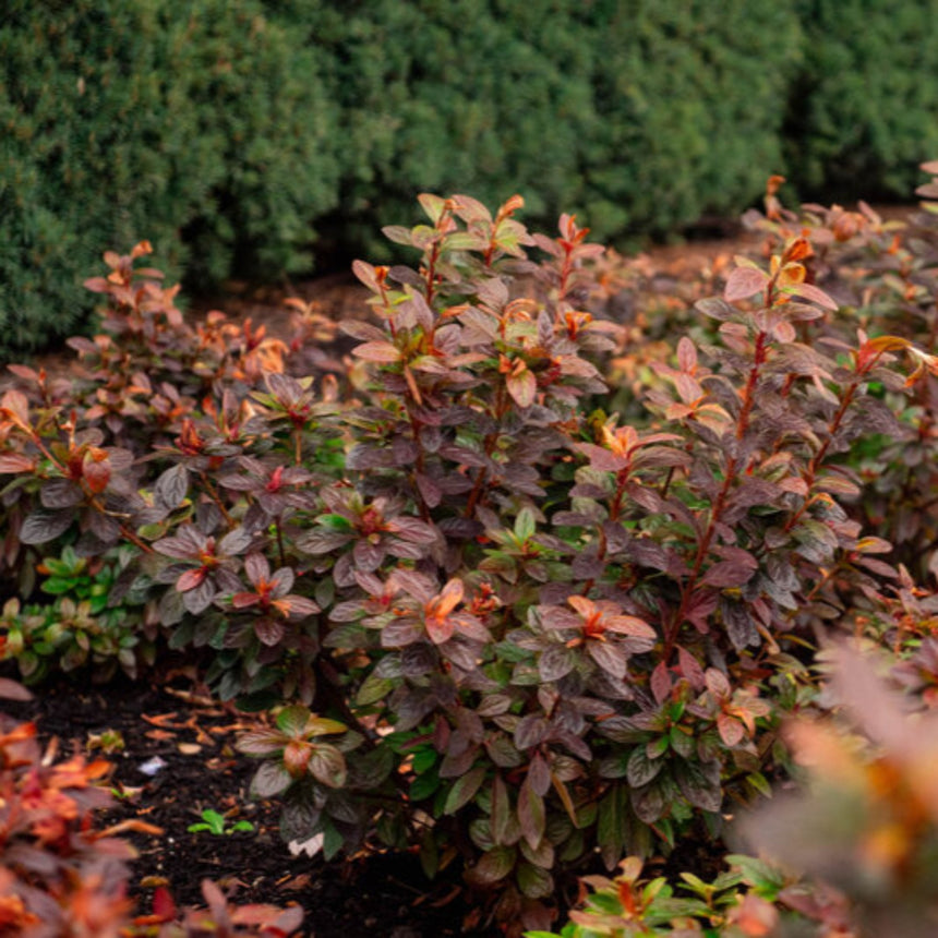 Ever After Ruby reblooming azalea shrub showing deep burgundy and copper autumn foliage with hints of green, planted in mulched soil in front of dark green conifers.