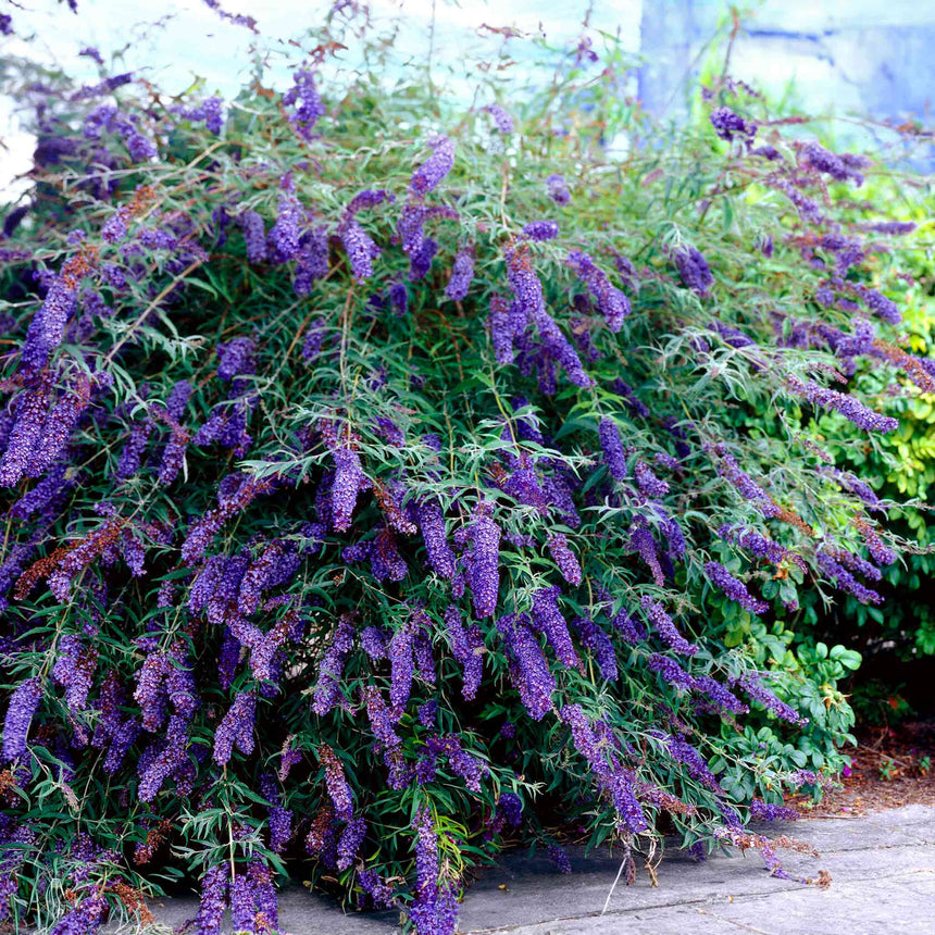 A mature Black Knight butterfly bush arches heavily under the weight of dozens of deep purple, cone-shaped flower spikes, its long narrow leaves and woody stems spilling over a paved path beside a garden hedge.