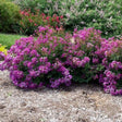 Low, mounding Bellini Grape crape myrtle shrub covered in dense clusters of magenta-purple blooms, planted in a mulched garden bed with red and lavender flowering shrubs in the background.