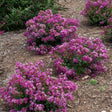 Several compact Bellini Grape crape myrtle shrubs, densely covered in clustered magenta-purple blooms, growing in mulched garden beds arranged in rows.