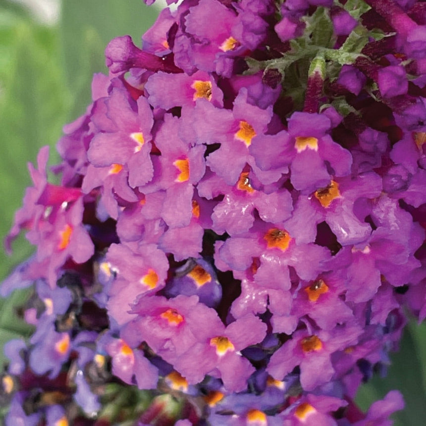 Close-up of a Birthday Cake™ butterfly bush flower cluster, showing densely packed small purple-pink blooms each with a bright orange throat, against a soft green background.