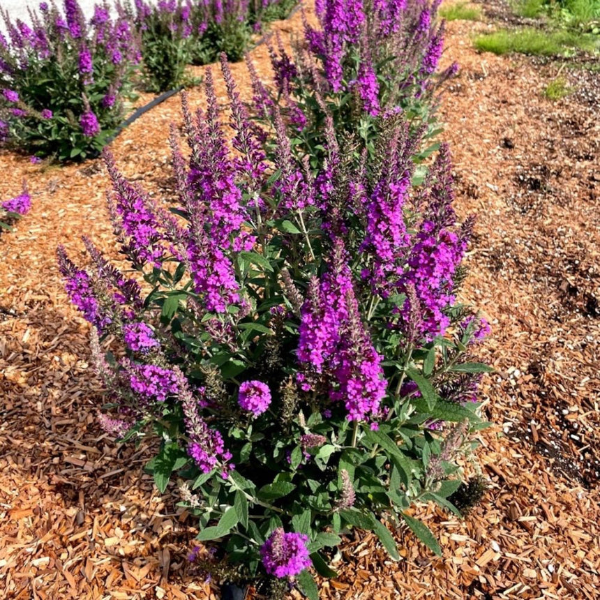 A compact butterfly bush covered in dense purple flower spikes and grey-green foliage grows in a wood-chip mulched bed, with similar shrubs blooming in the background.