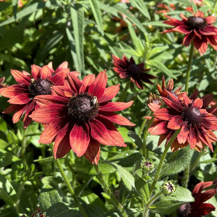 Close-up of deep red Cherry Brandy black-eyed Susan flowers with a honeybee on the cone.