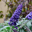 Close-up of a Black Knight butterfly bush's cone-shaped flower spike, densely packed with tiny deep purple blooms with orange centres, surrounded by grey-green leaves against a blurred garden backdrop.