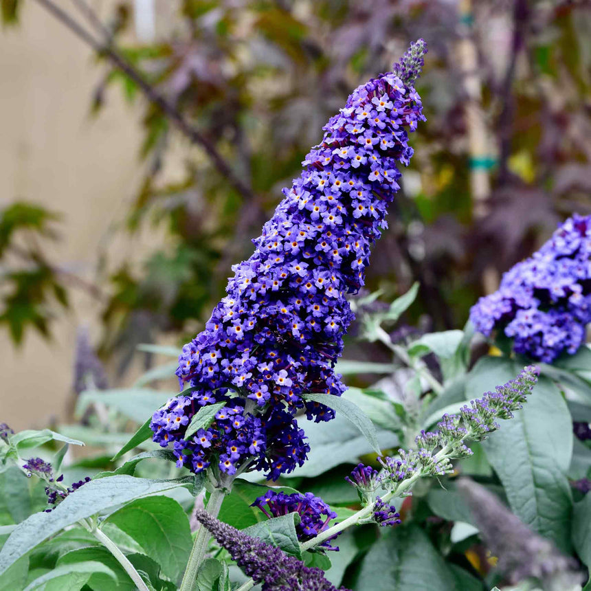 Close-up of a Black Knight butterfly bush's cone-shaped flower spike, densely packed with tiny deep purple blooms with orange centres, surrounded by grey-green leaves against a blurred garden backdrop.