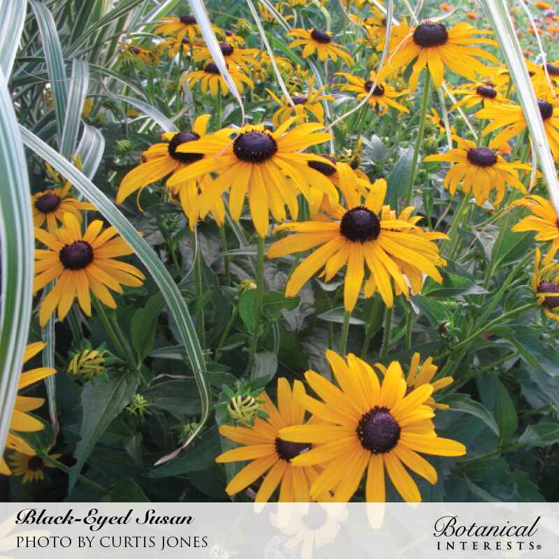 Cluster of black-eyed Susan flowers with bright golden-yellow petals and dark chocolate-brown centers, growing among green foliage and variegated ornamental grass in a sunny garden bed.