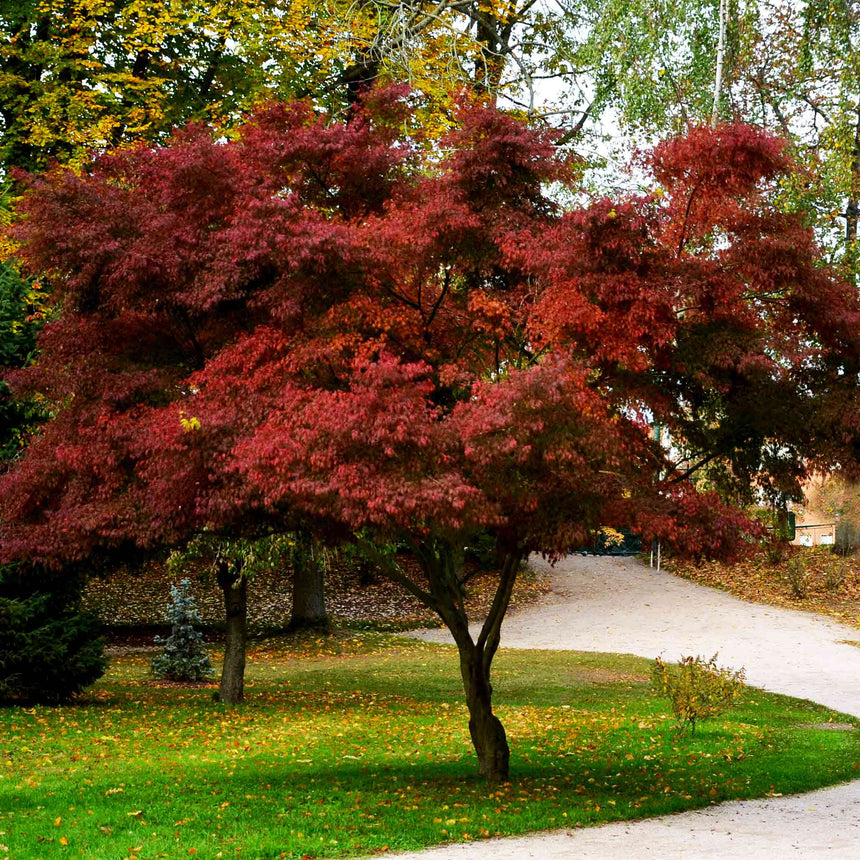 Mature Bloodgood Japanese maple with a broad, spreading canopy of deep crimson-red foliage, its gnarled multi-trunk base rising from a lawn beside a curving gravel path, other trees turning yellow in the background.
