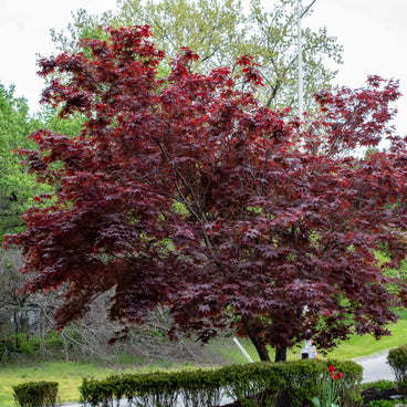 A mature Bloodgood Japanese maple with a broad, rounded canopy of deep burgundy-red foliage, growing beside a mailbox and trimmed hedges in a residential yard with green trees behind.